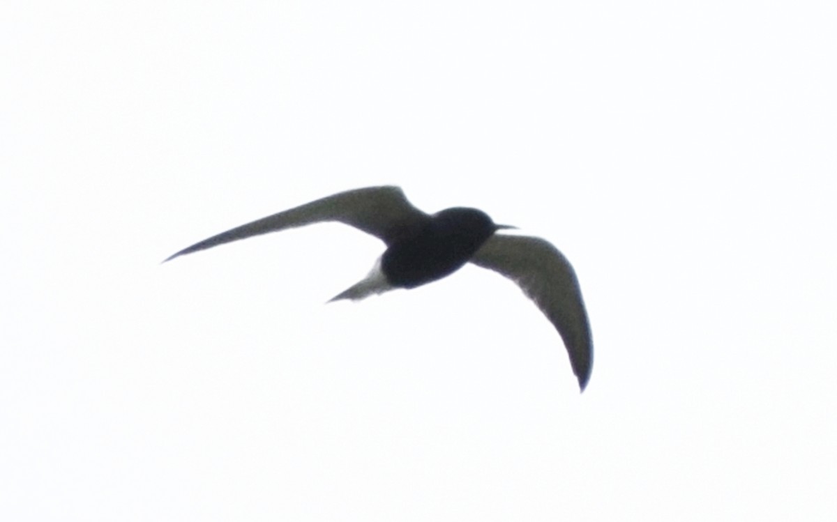 Black Tern - ML609502763