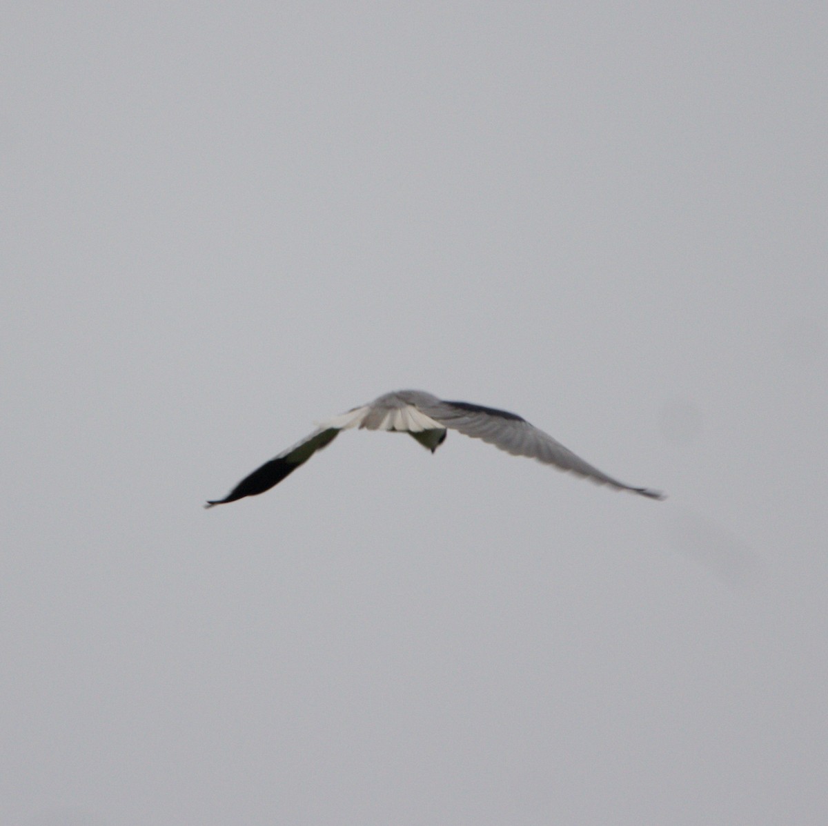 Black-winged Kite - ML609502770