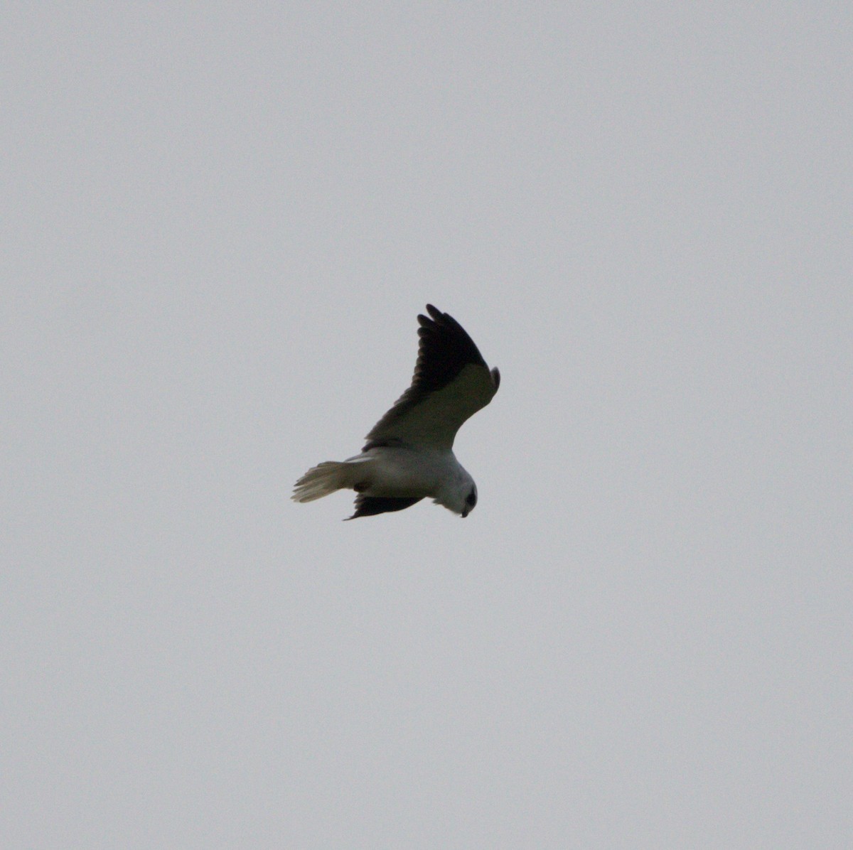 Black-winged Kite - ML609502772