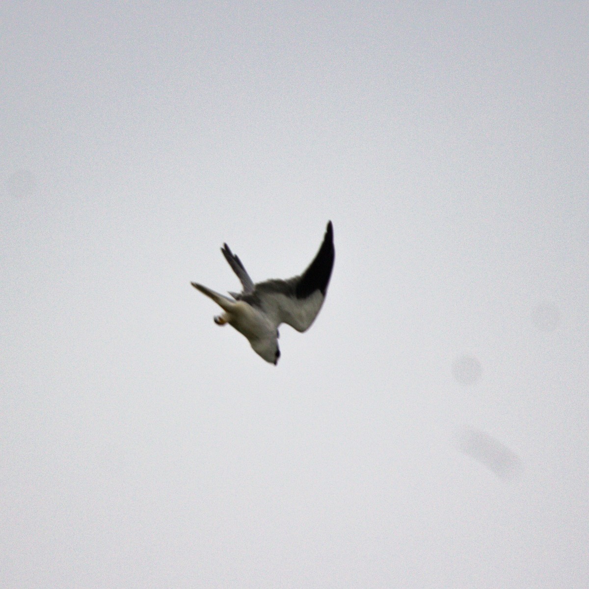 Black-winged Kite - ML609502773