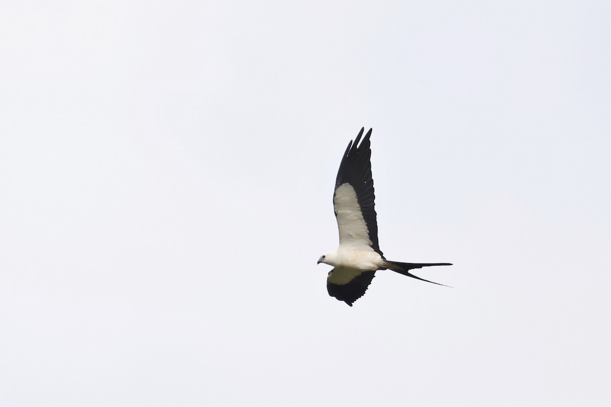 Swallow-tailed Kite - ML609502776