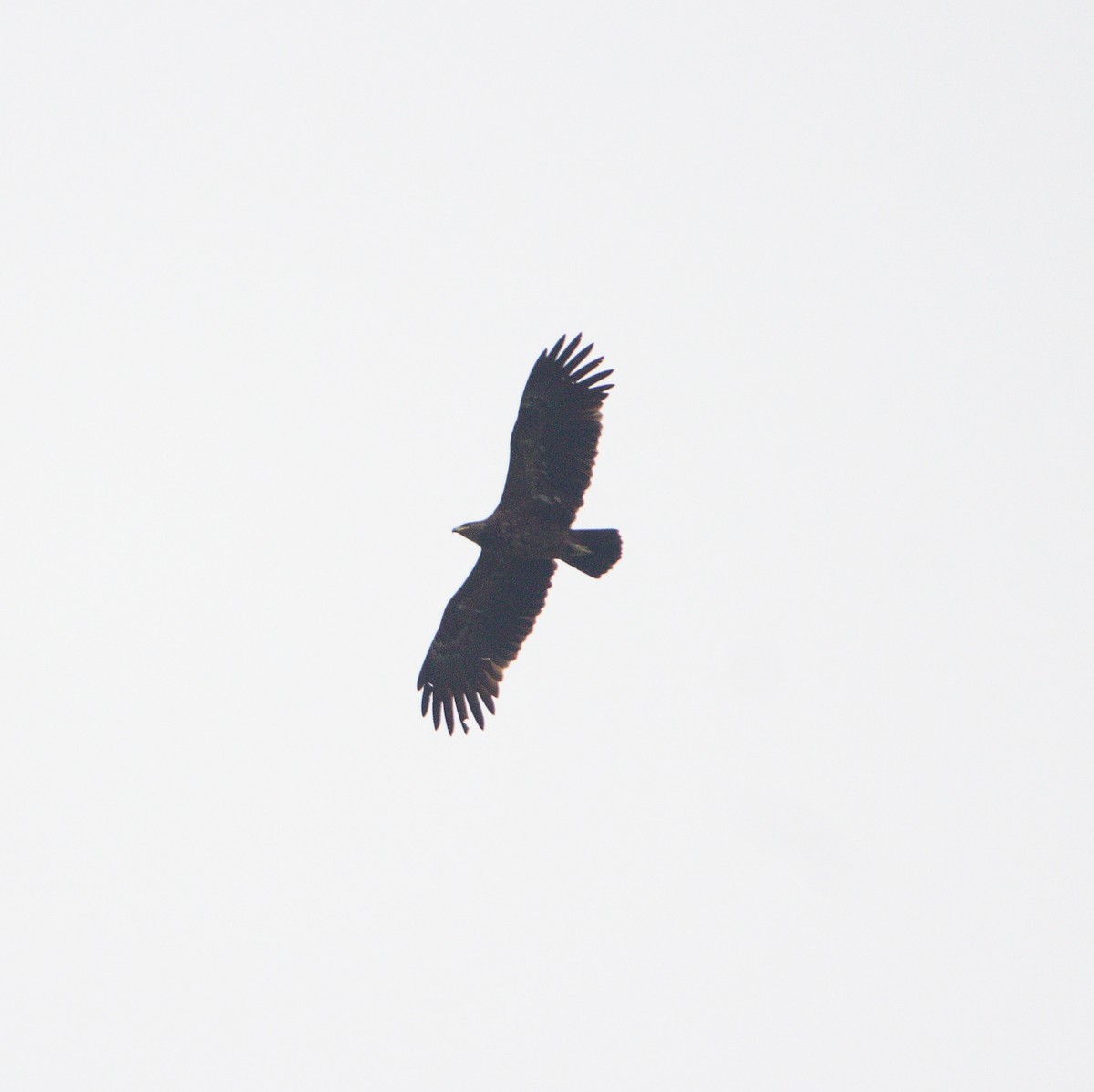 Steppe Eagle - ML609502827