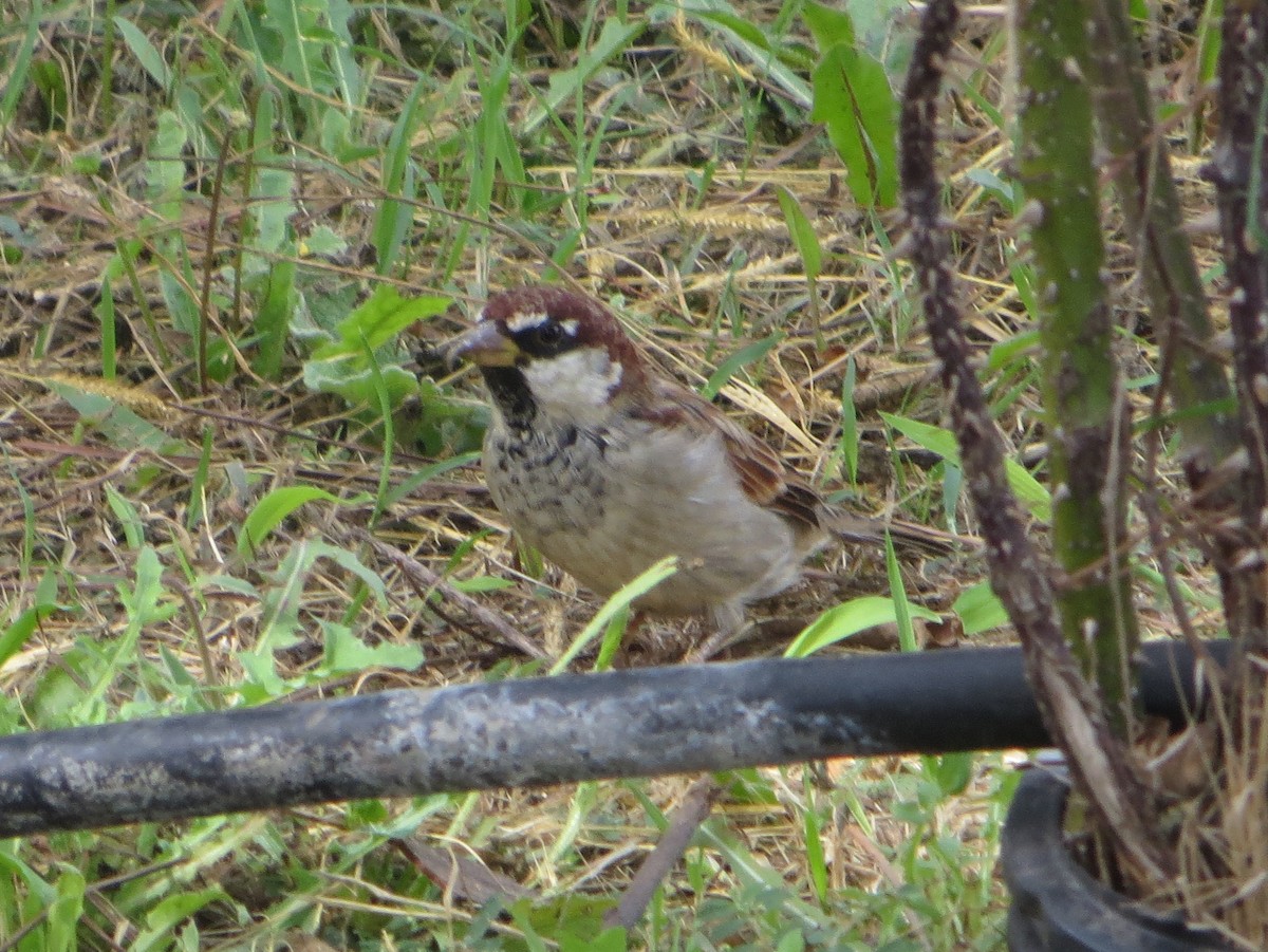 Italian Sparrow - ML609502874