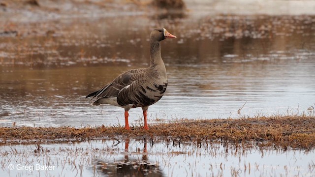 Greater White-fronted Goose (Western) - ML609502948