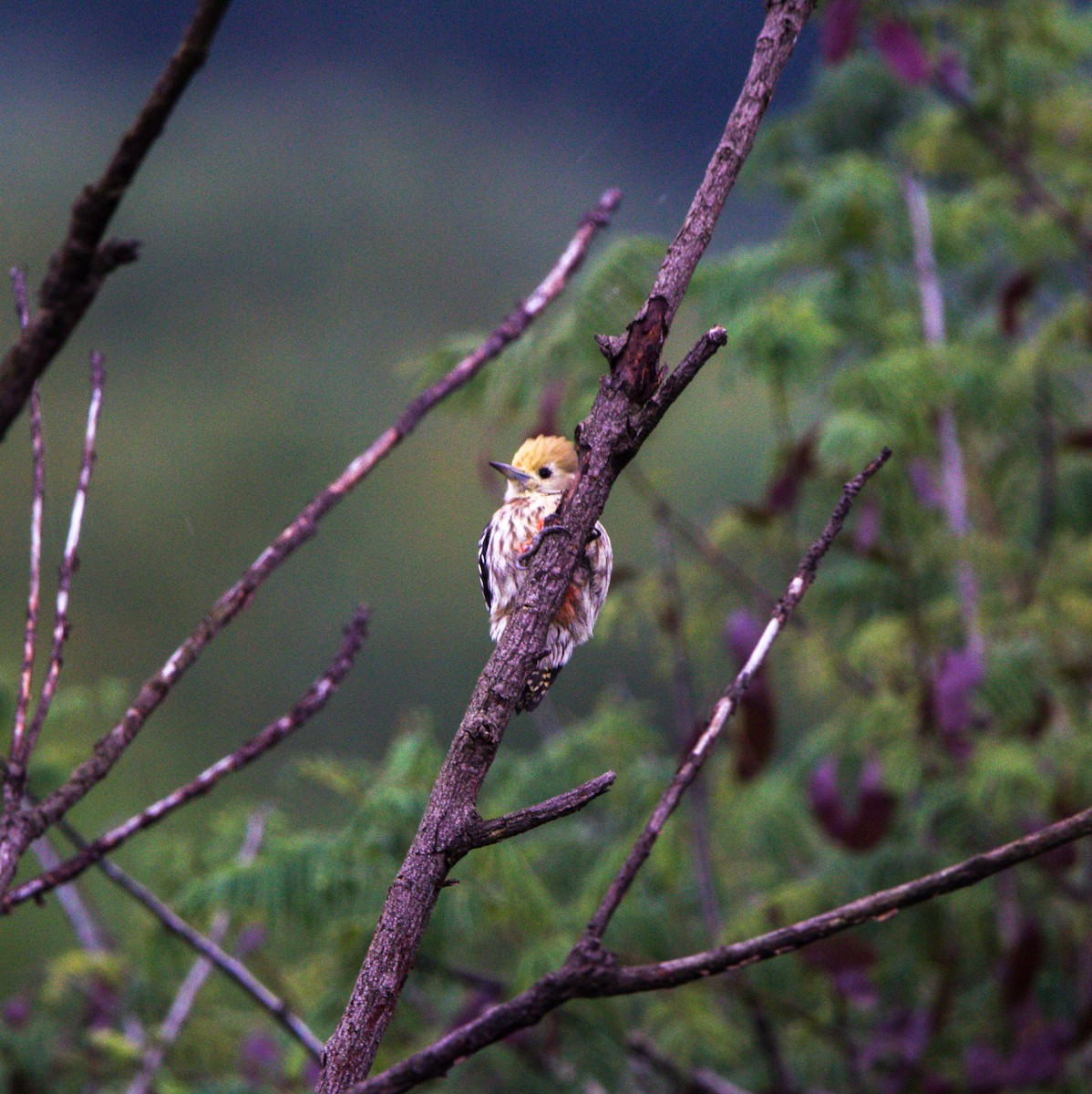Yellow-crowned Woodpecker - ML609503034