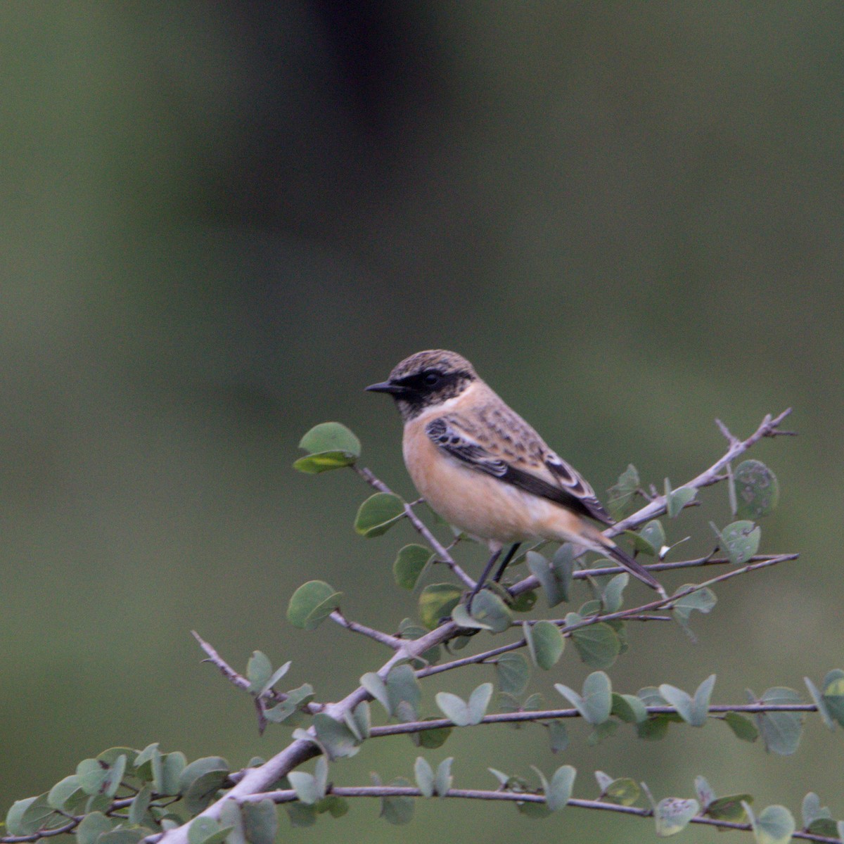 Siberian Stonechat - ML609503355