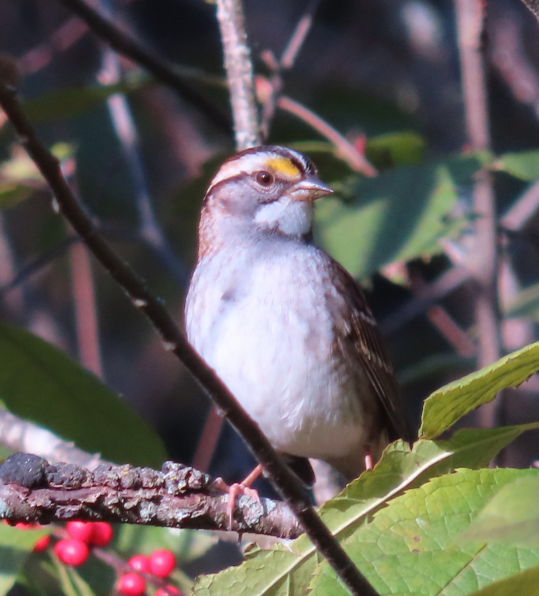 White-throated Sparrow - ML609503489