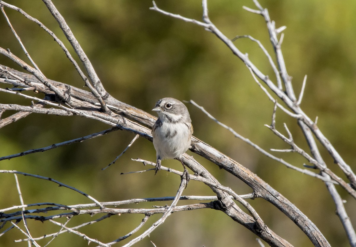 Sagebrush/Bell's Sparrow (Sage Sparrow) - ML609503539