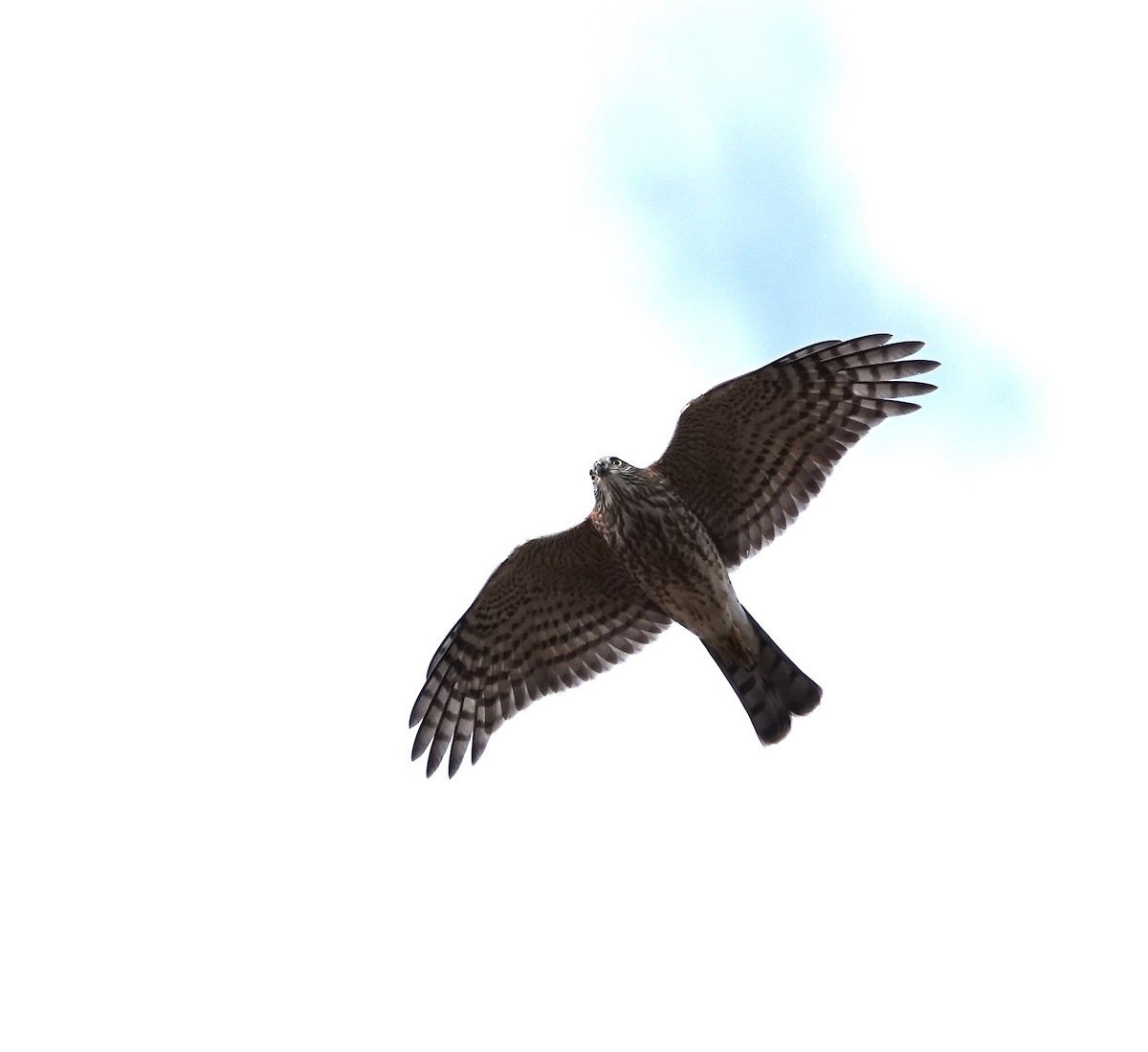 Sharp-shinned Hawk - ML609503715