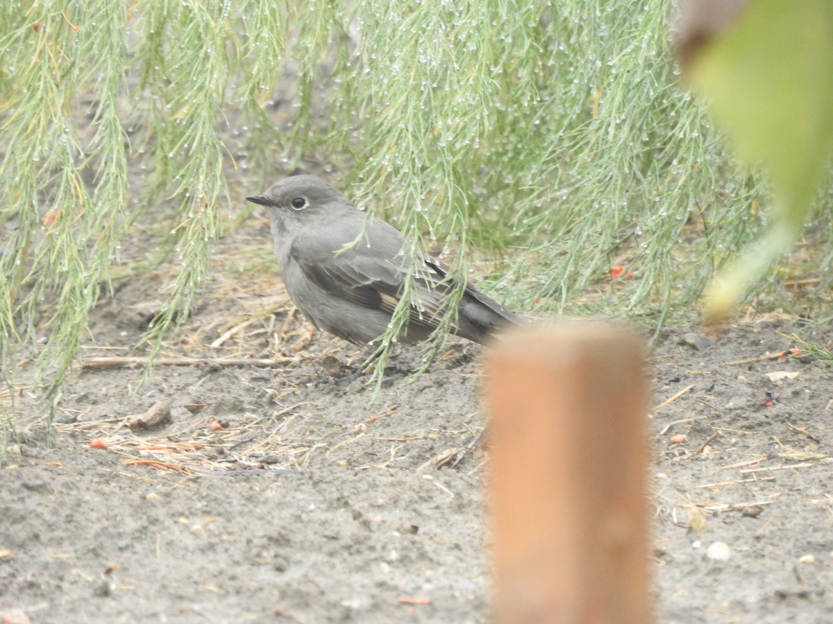 Townsend's Solitaire - ML609503737