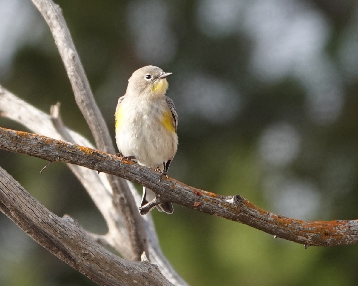 Yellow-rumped Warbler (Audubon's) - ML609503745
