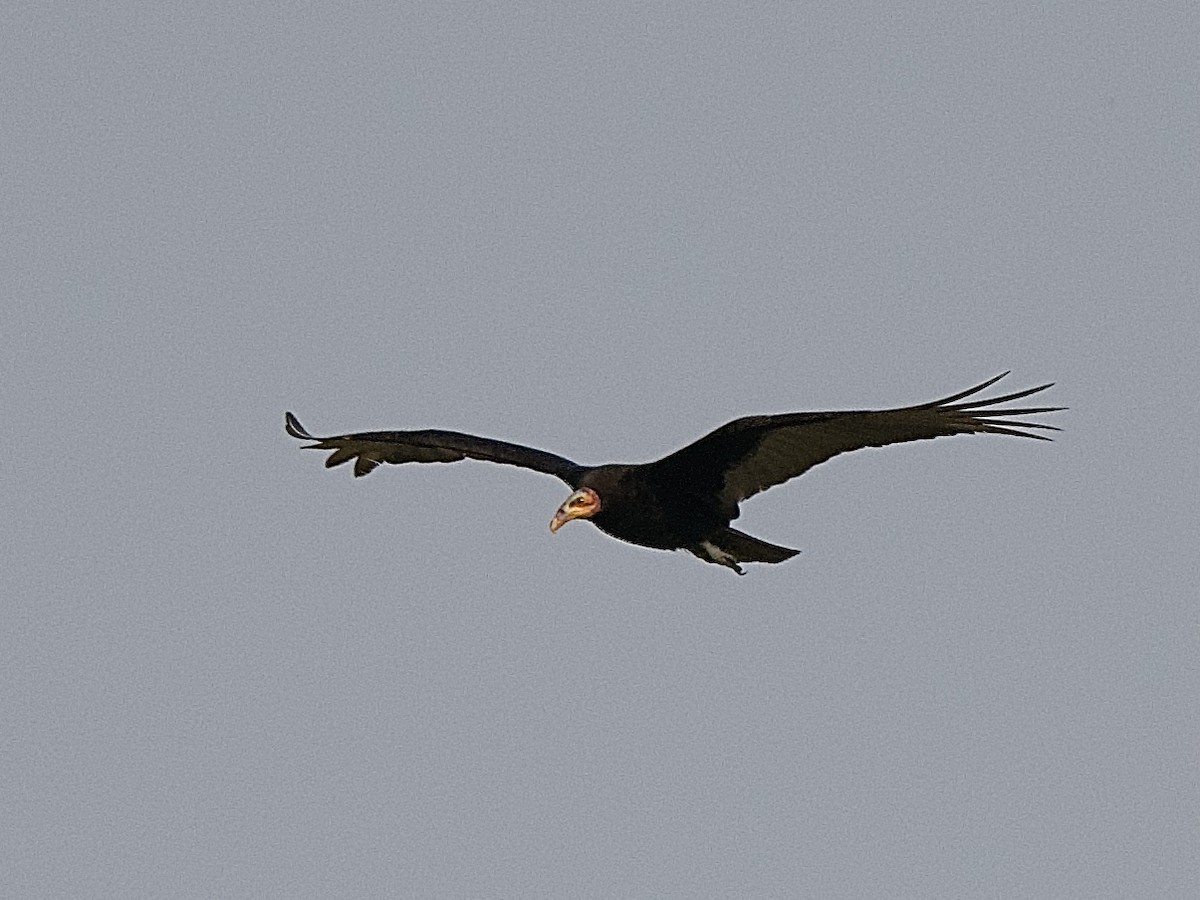 Lesser Yellow-headed Vulture - ML609503764