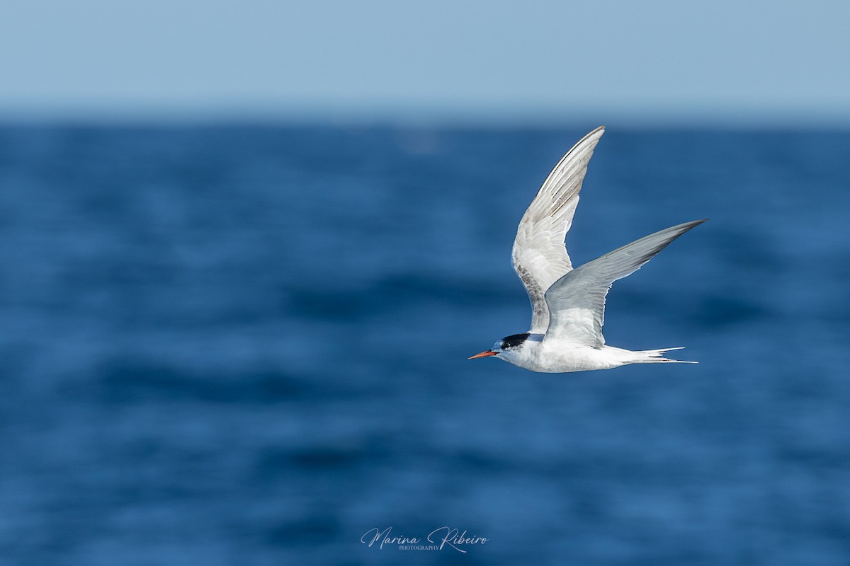 Common Tern - Marina Ribeiro