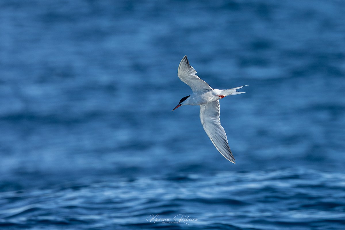 Common Tern - Marina Ribeiro