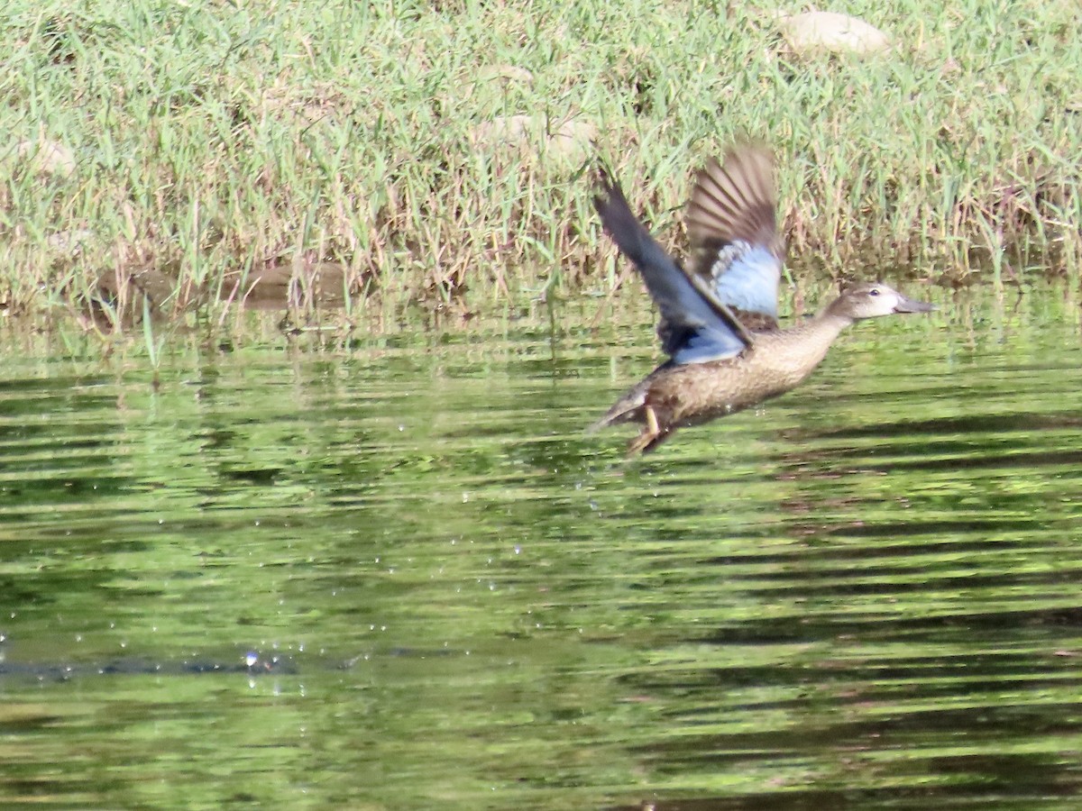 Blue-winged Teal - ML609504058