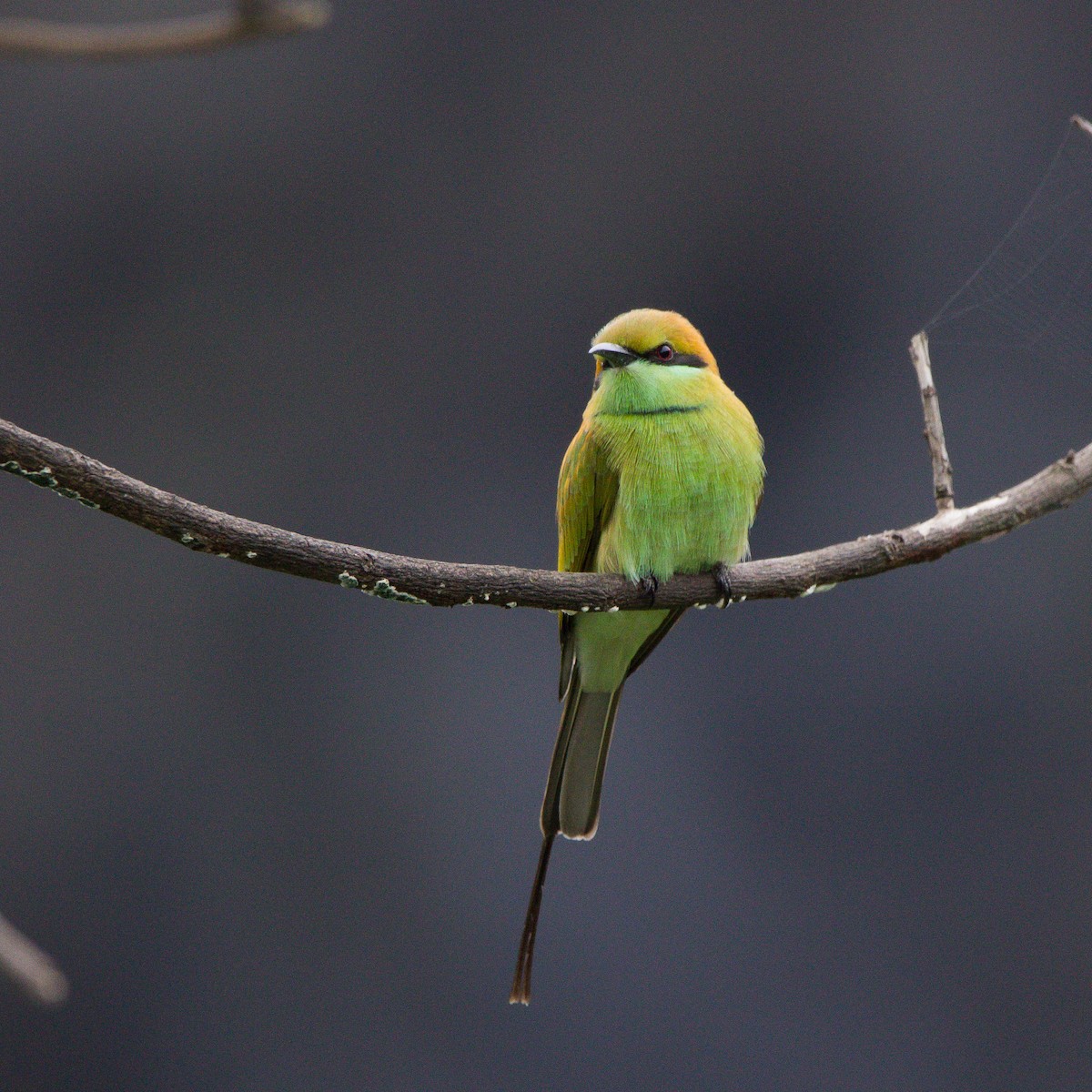 Asian Green Bee-eater - ML609504377