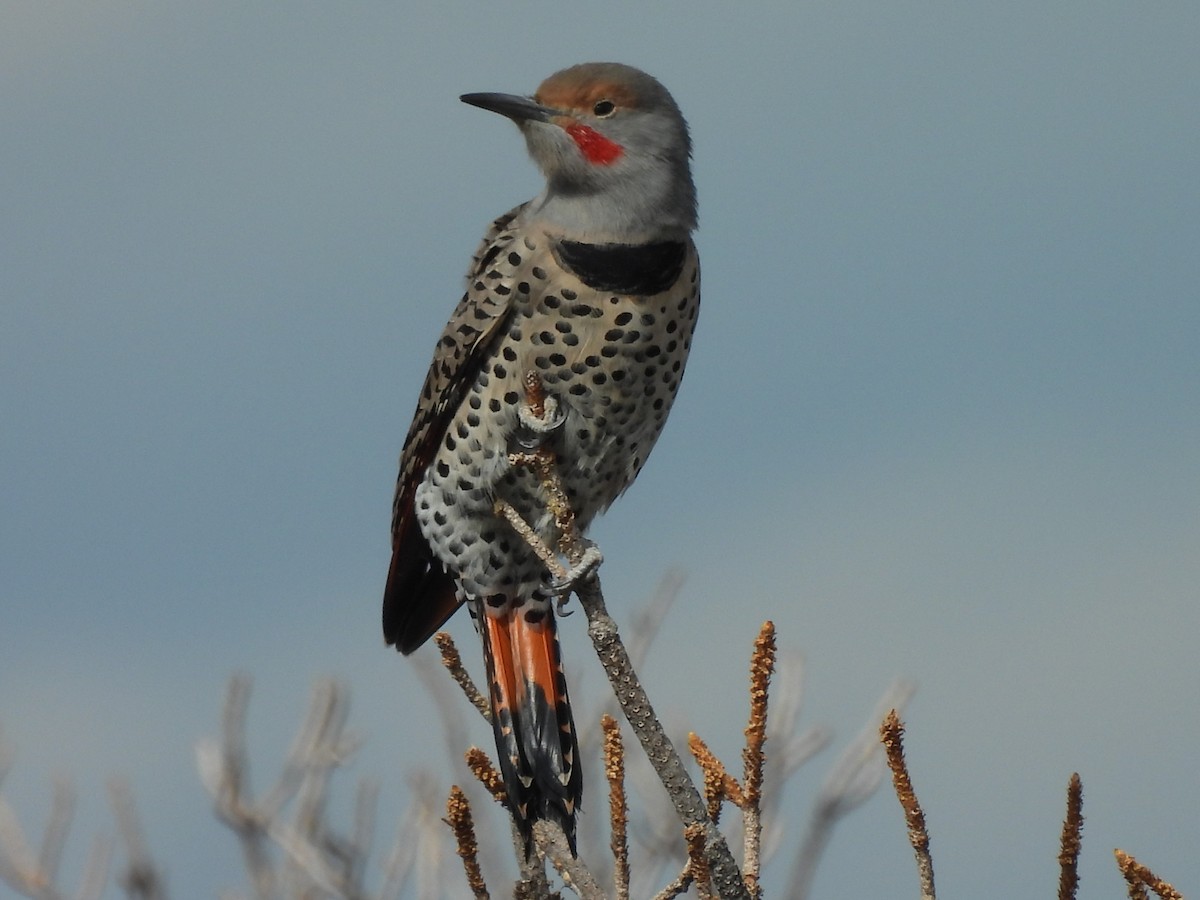 Northern Flicker - ML609505173