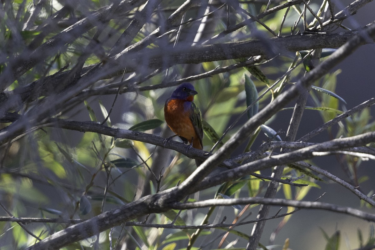 Painted Bunting - ML609505180
