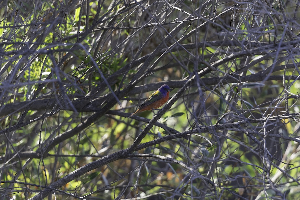 Painted Bunting - ML609505182