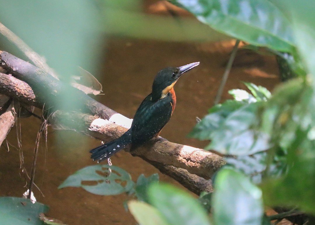 Green-and-rufous Kingfisher - ML609505330