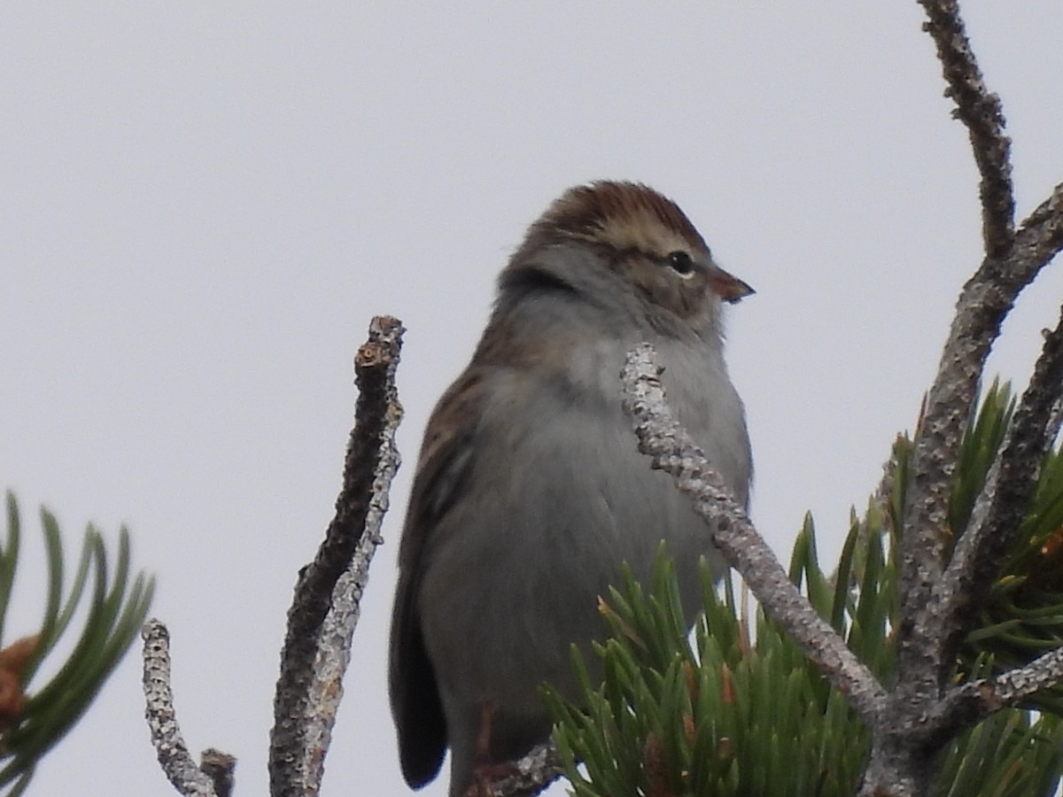 Chipping Sparrow - ML609505395