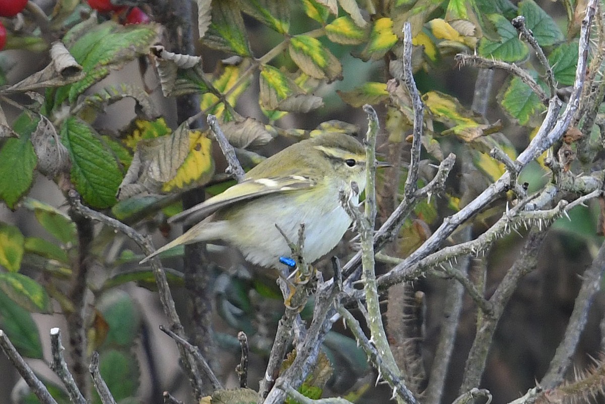 Yellow-browed Warbler - ML609506149
