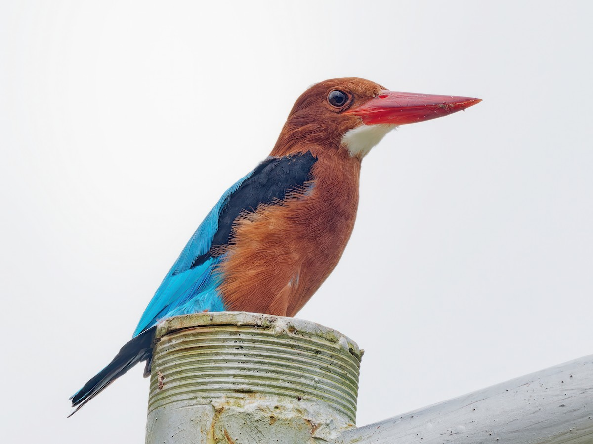 Brown-breasted Kingfisher - ML609506576