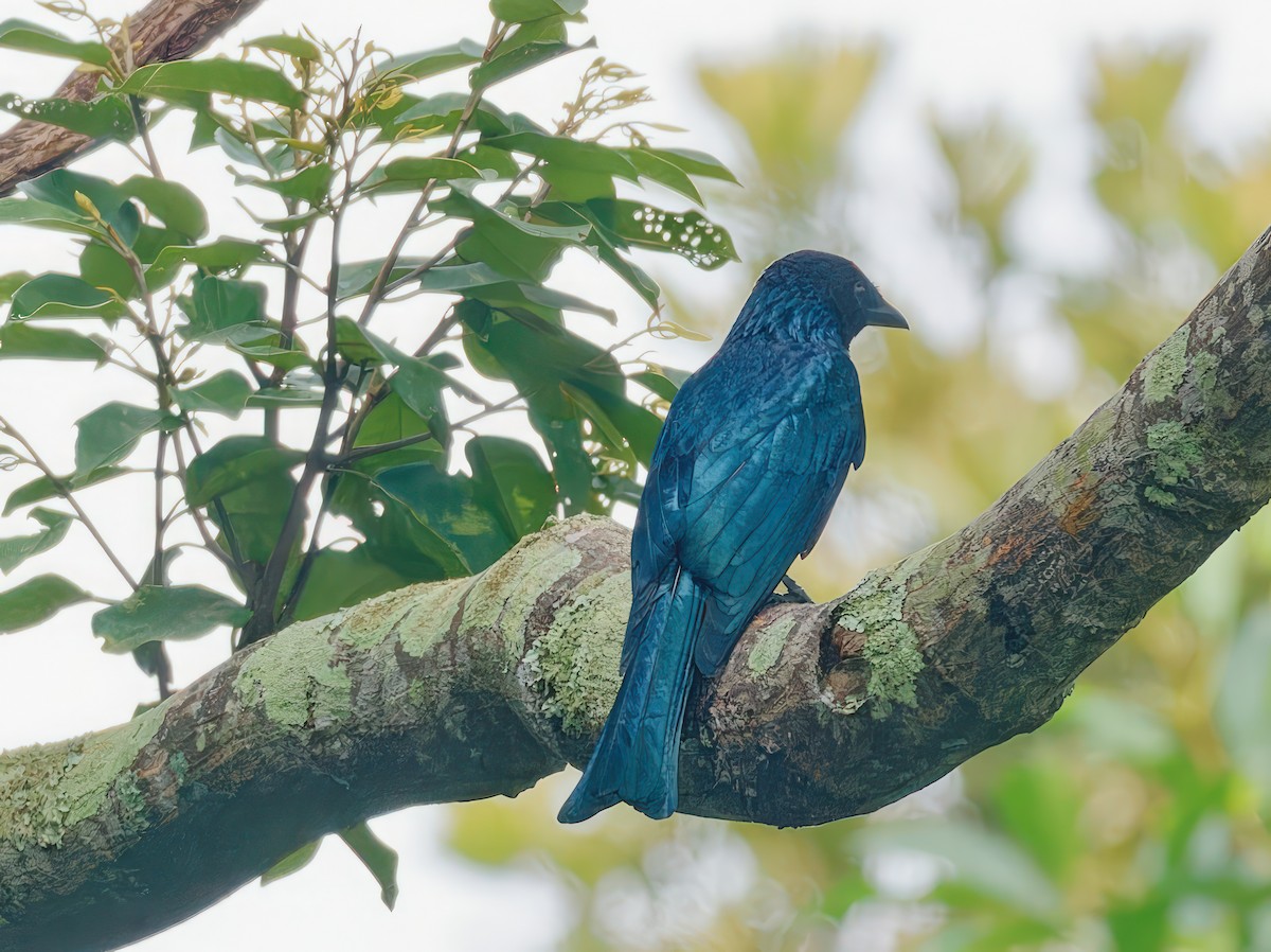 Drongo Balicassio - ML609506605