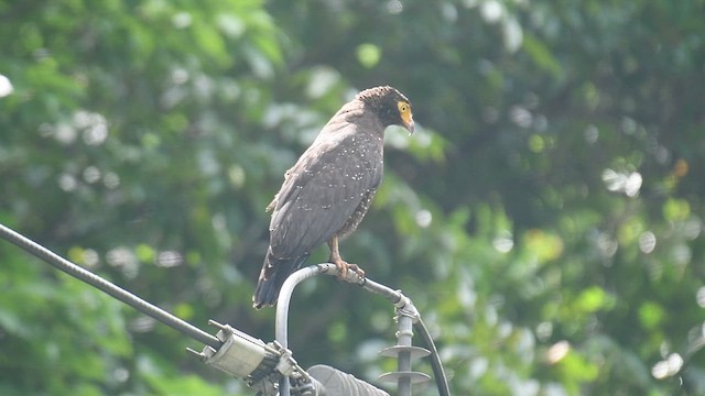 Andaman Serpent-Eagle - ML609506629