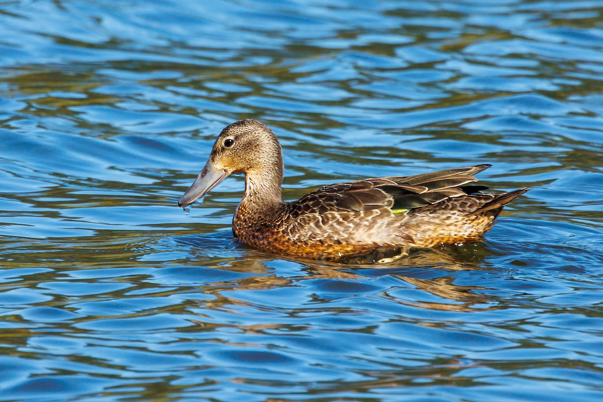 Blue-winged Teal - ML609506664