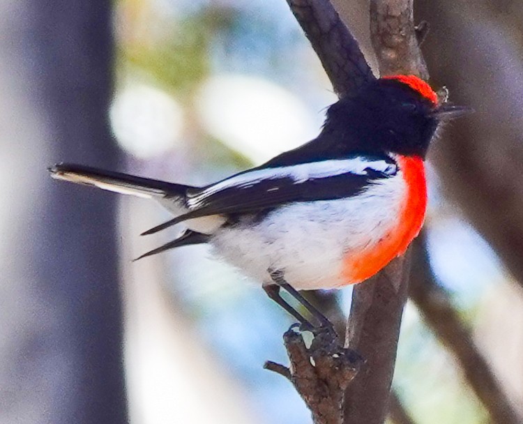 Red-capped Robin - ML609506705