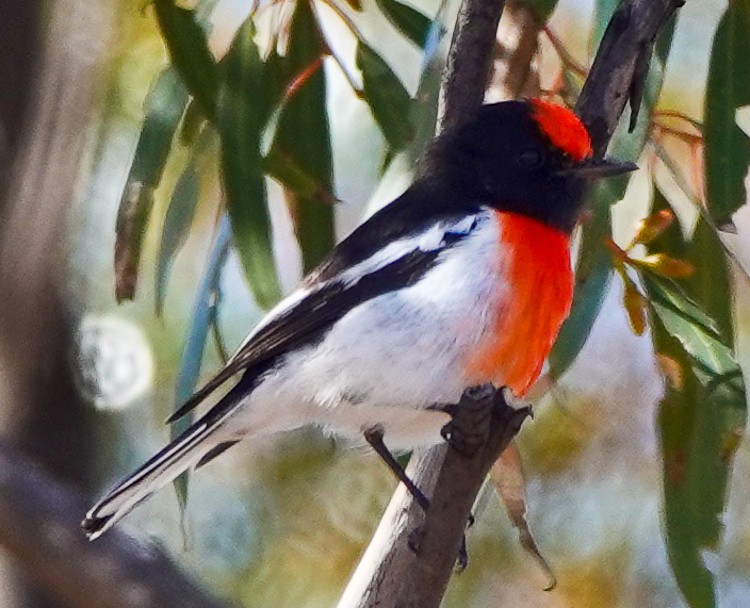 Red-capped Robin - ML609506708