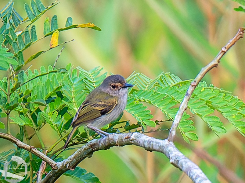 Rusty-fronted Tody-Flycatcher - ML609506757