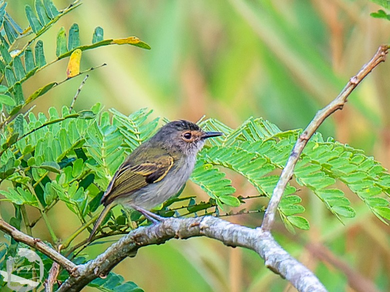 Rusty-fronted Tody-Flycatcher - Alex Molina