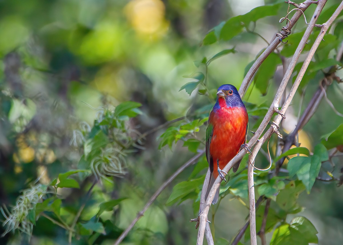 Painted Bunting - ML609506789