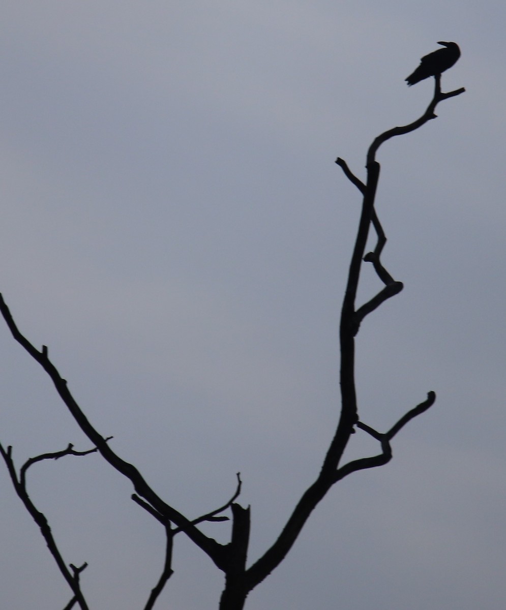 Slender-billed Crow (Sunda) - ML609507095