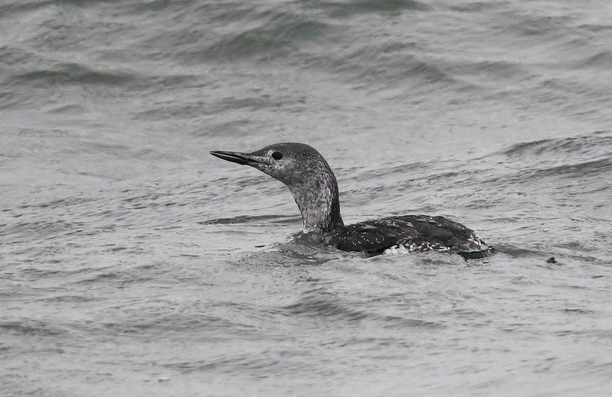 Red-throated Loon - ML609507565
