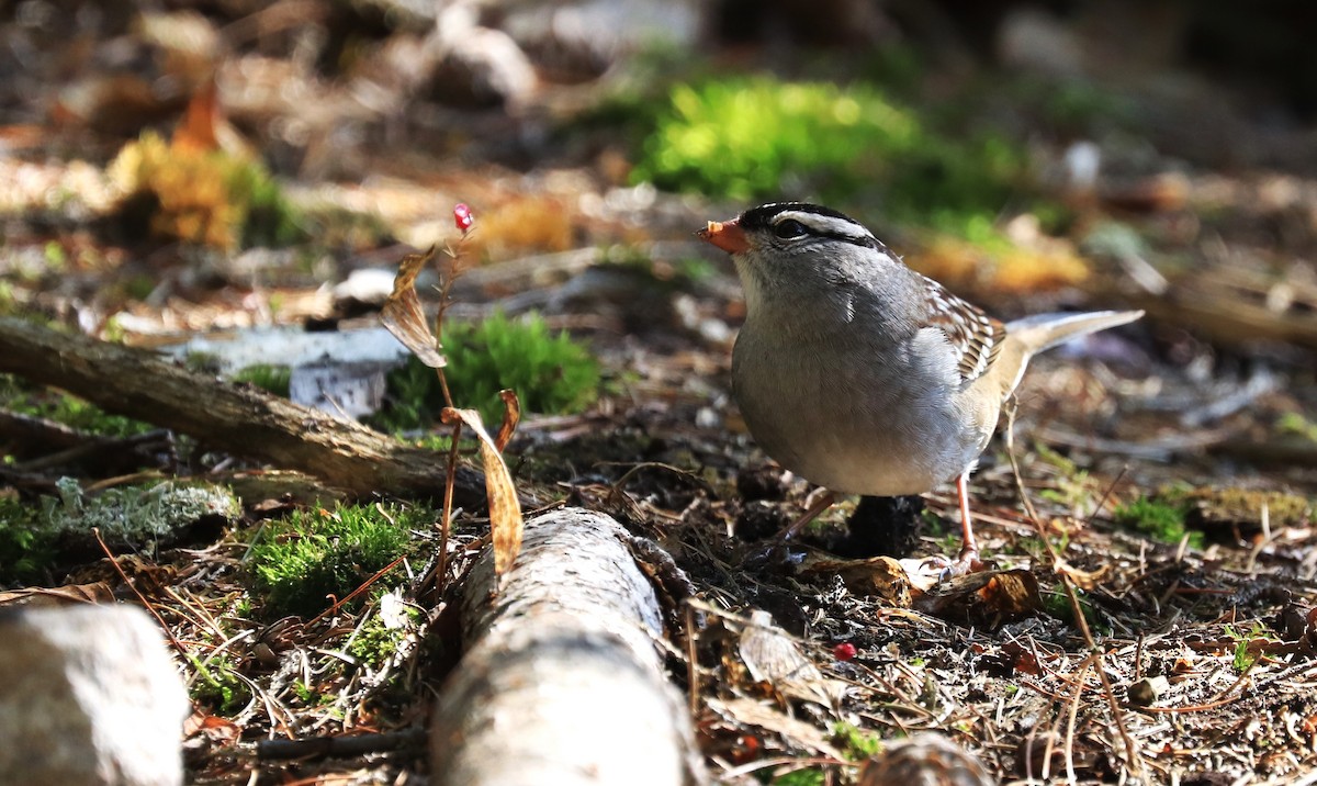 White-crowned Sparrow - Lynda Noel