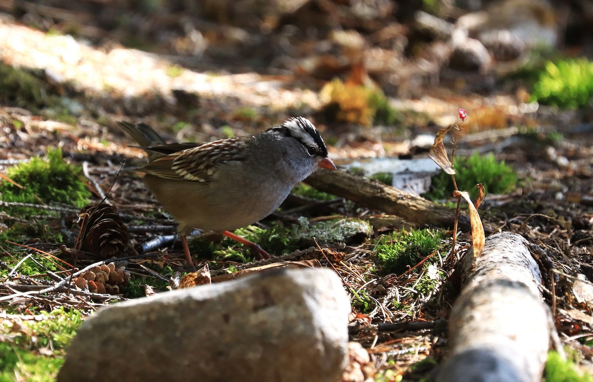 White-crowned Sparrow - ML609507801