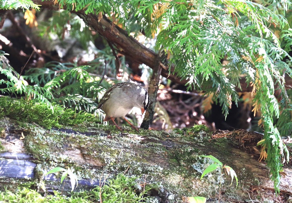 White-crowned Sparrow - Lynda Noel