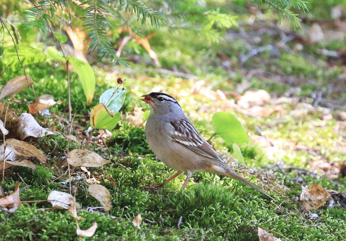White-crowned Sparrow - ML609507803