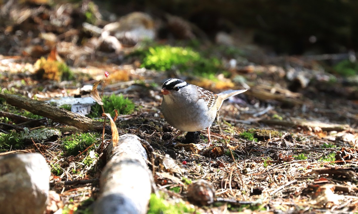 White-crowned Sparrow - ML609507804