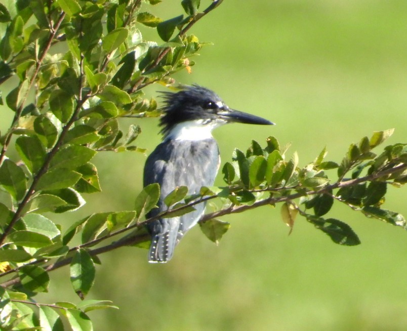 Belted Kingfisher - ML609507854