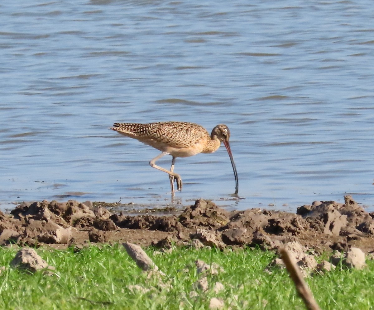 Long-billed Curlew - ML609507885