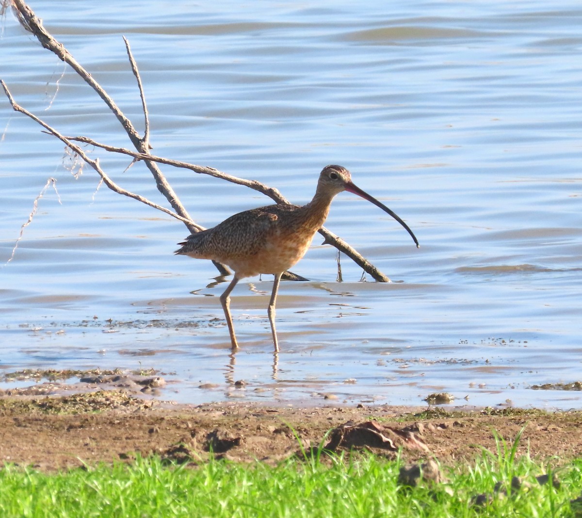 Long-billed Curlew - ML609507886