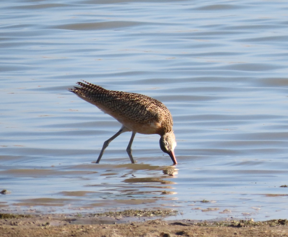 Long-billed Curlew - ML609507887