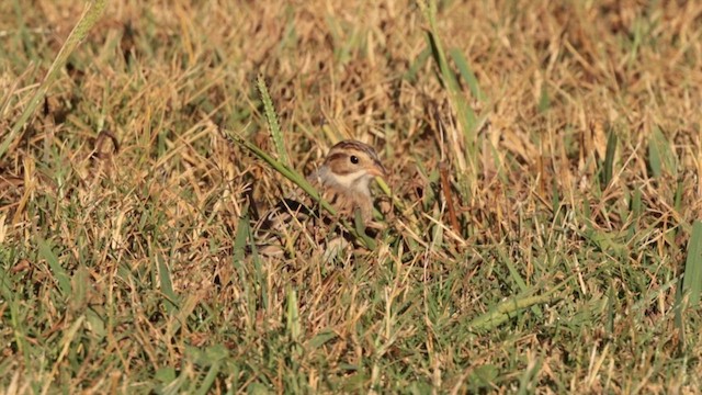 Clay-colored Sparrow - ML609507911