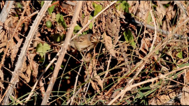 Clay-colored Sparrow - ML609508108