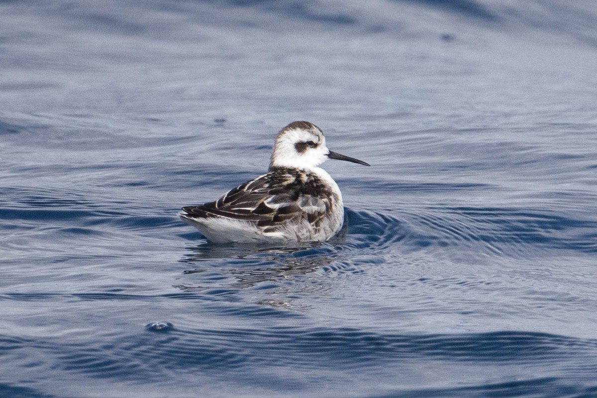 Ebird Checklist Sep Thirty Mile Bank Sd Co Species