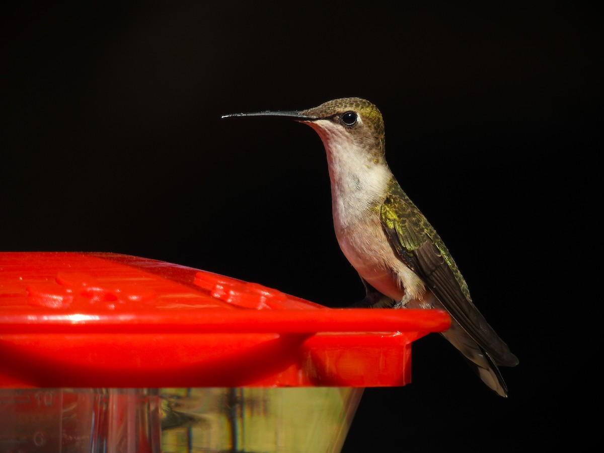 Ruby-throated Hummingbird - ML609508489